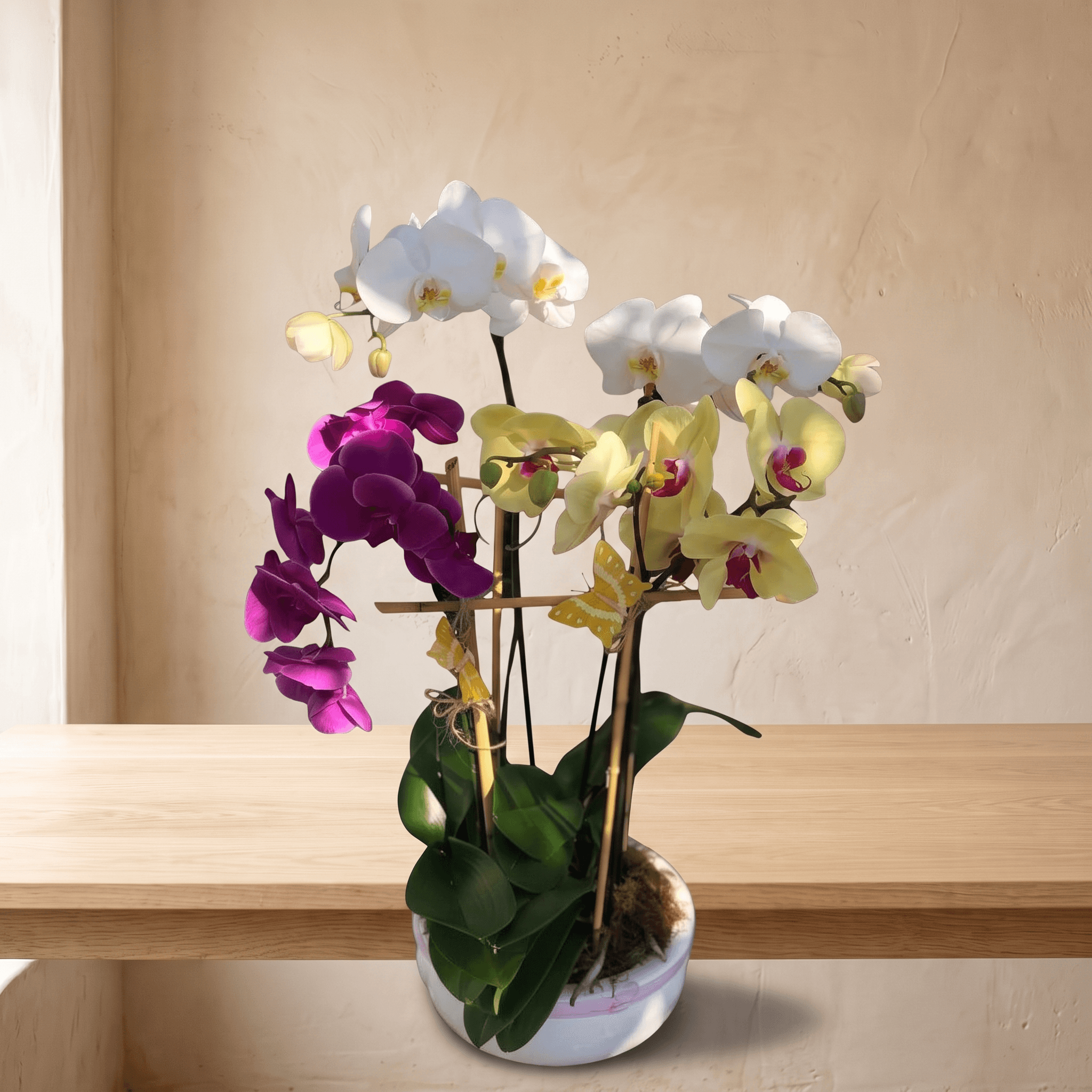 Orchids Garden
