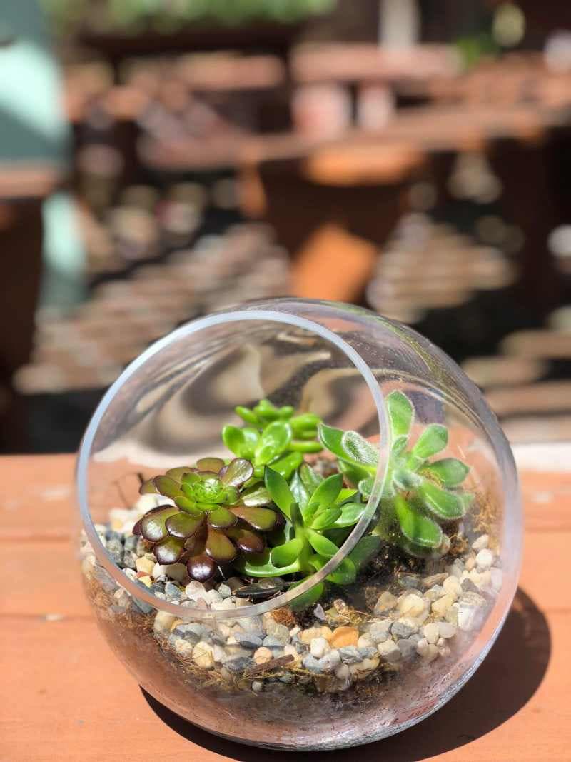 Tropical Succulents